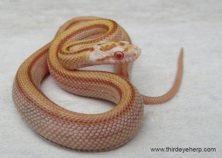 Stripe Butter Corn Snake